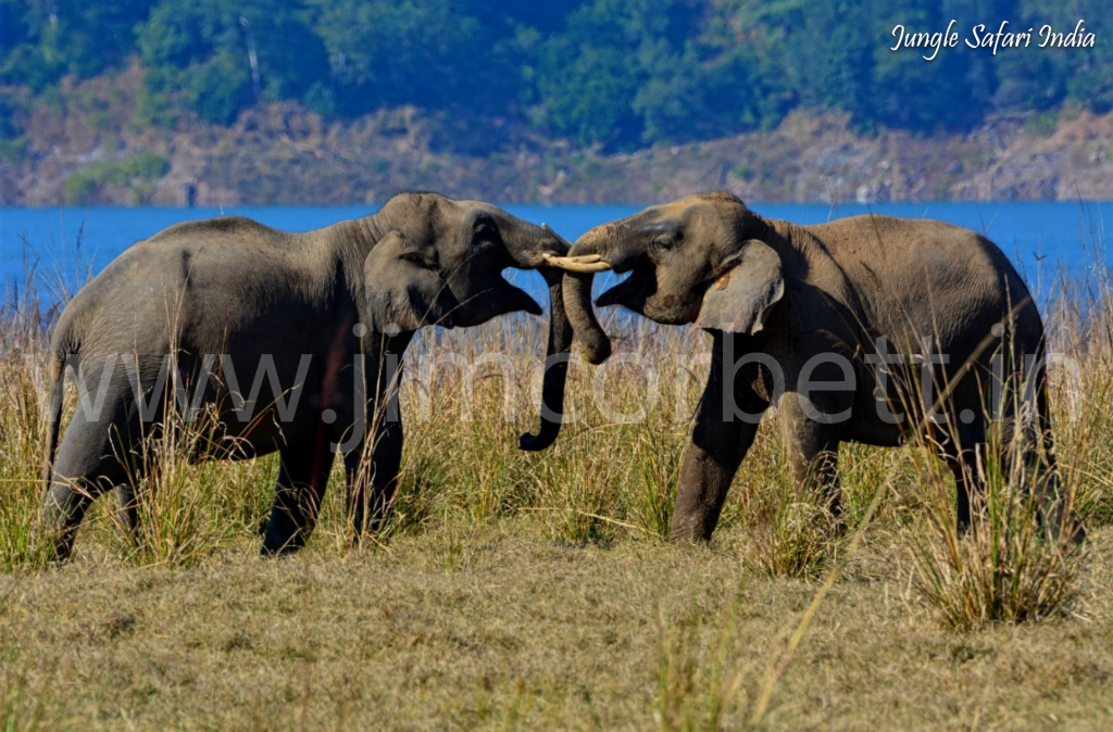 Best Time To Visit Jim Corbett Jim Corbett Jim Corbett National Park