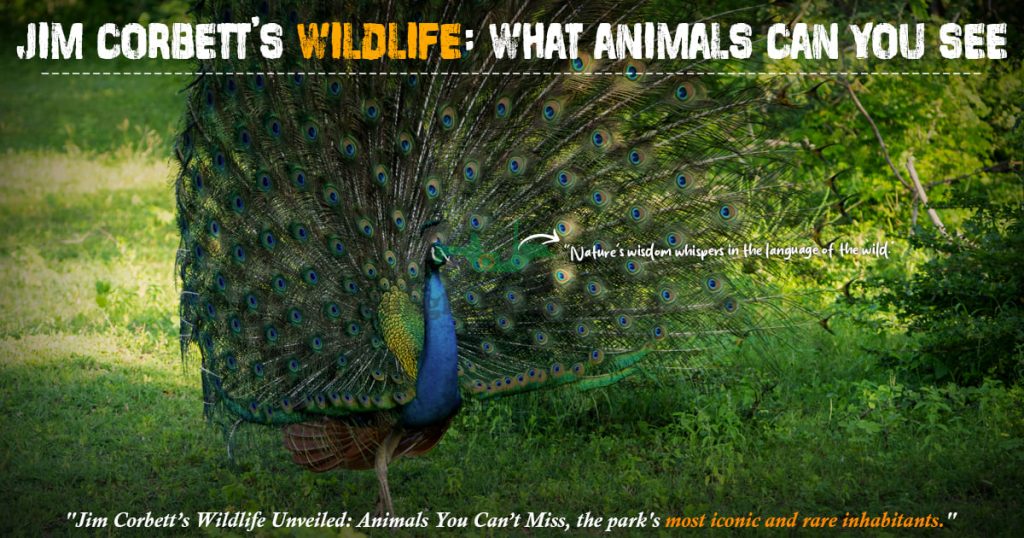 Jim Corbett National Park - Jim Corbett wild life what animal can you see