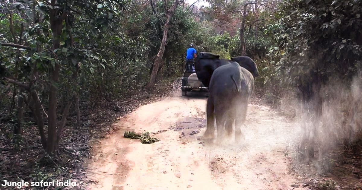 Elephant Attacked a Gypsy Safari in Jim Corbett National Park