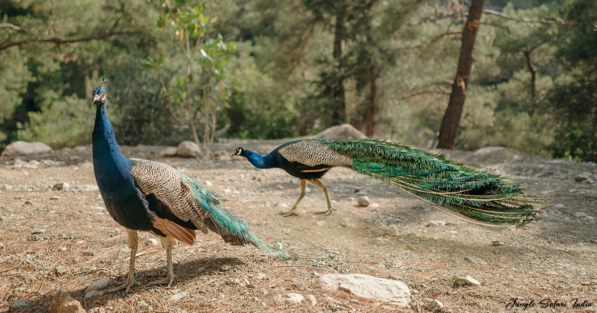 Birdwatching Bliss in Jim Corbett National Park