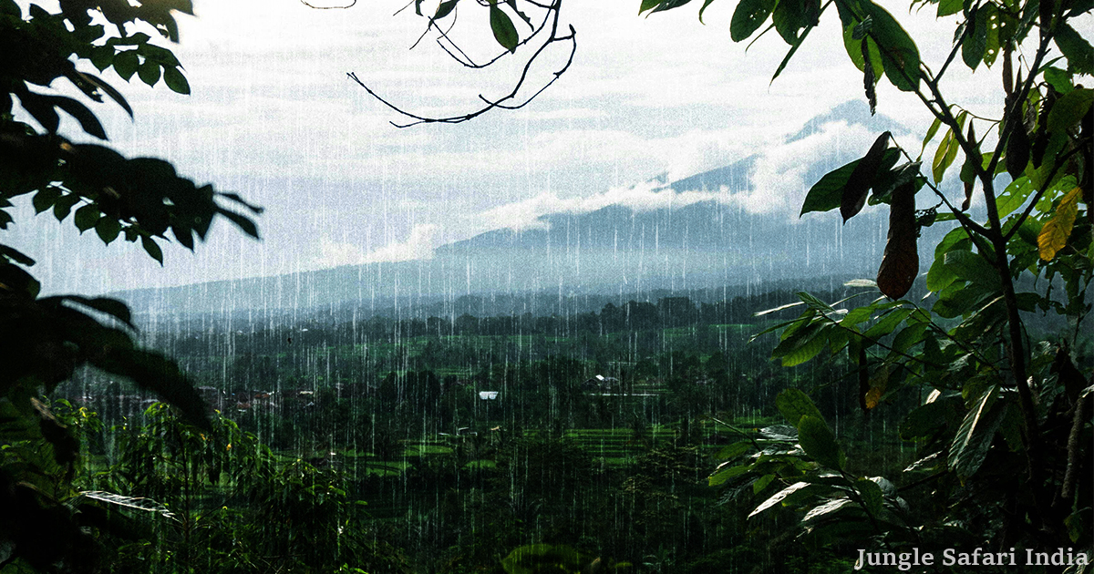 Is Jim Corbett Accessible During Monsoons