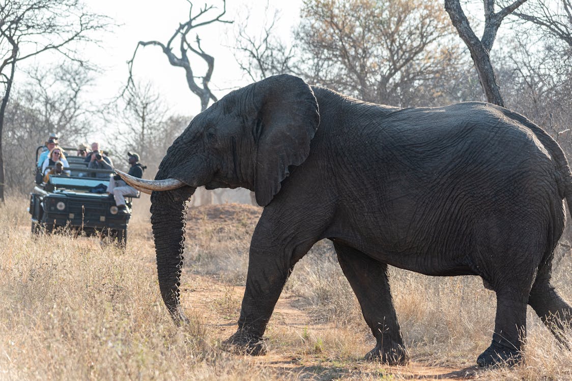 Points to Remember Before Visiting Jim Corbett National Park