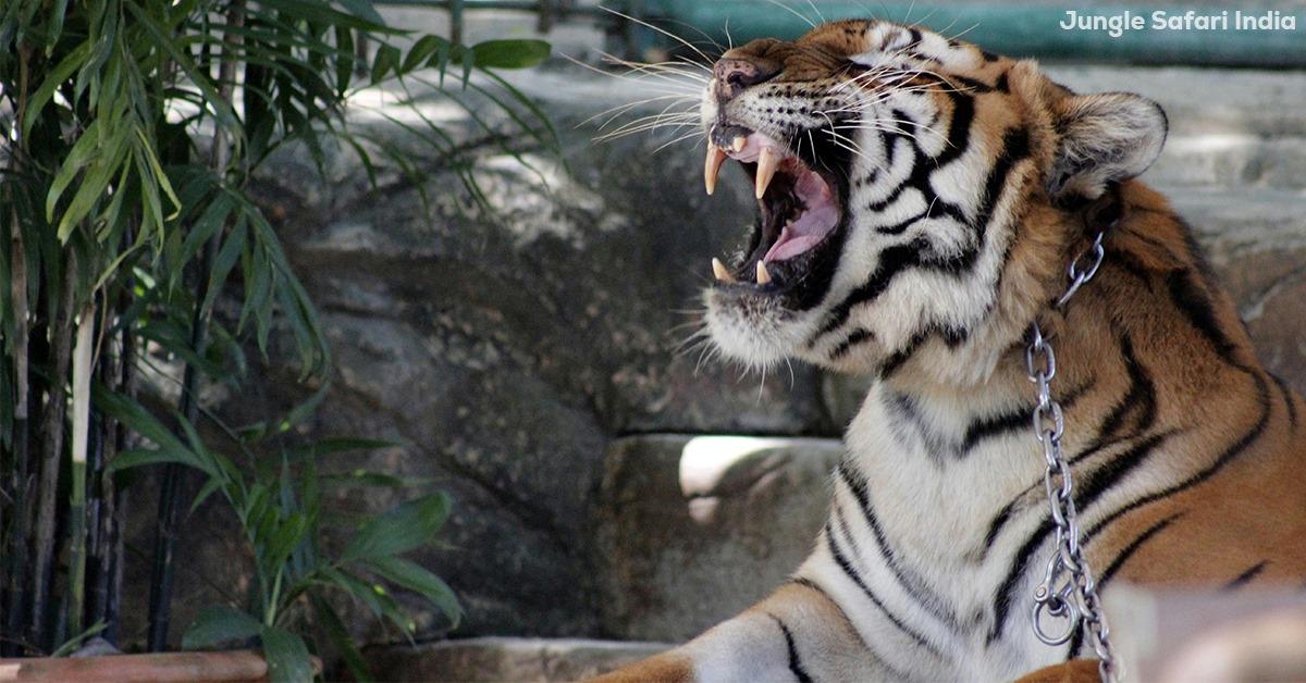 Tigers Shifted to Dehradun Zoo for Public Safety