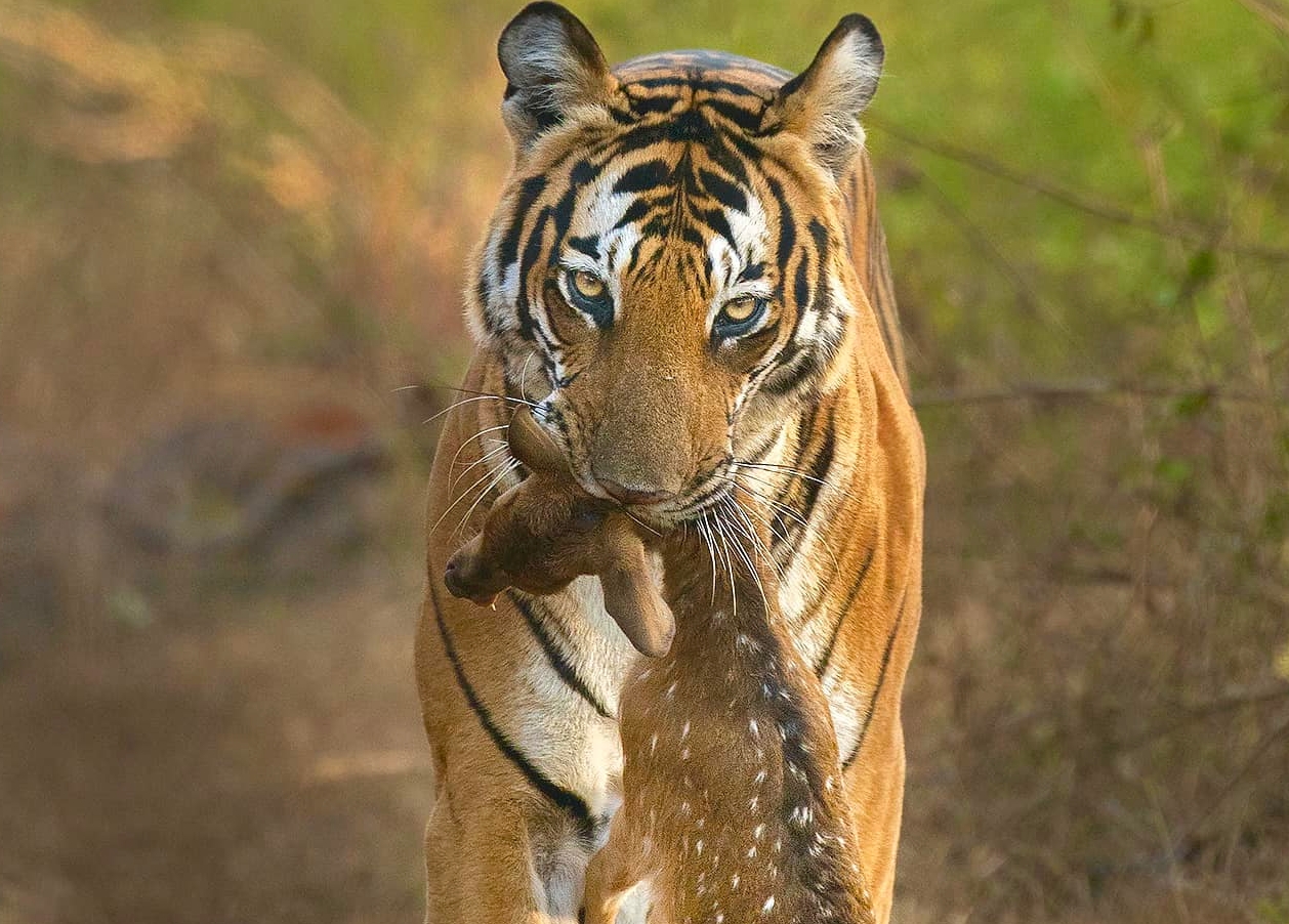 Top 10 Must-Visit Places in Jim Corbett