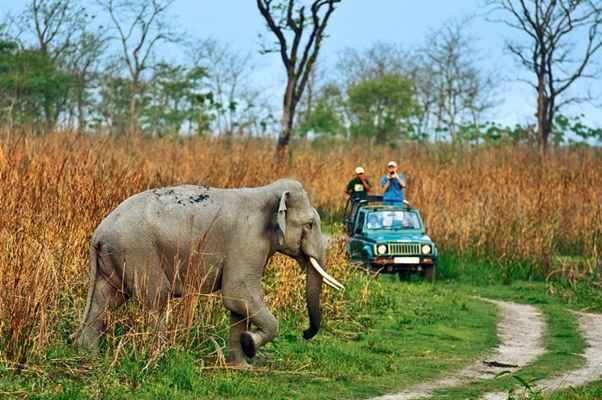 Guide To Plan a Jungle Safari Ride to Jim Corbett National Park
