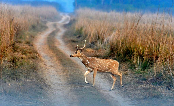 Jim Corbett National Park: 5 Reasons to Visit
