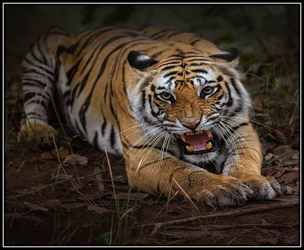 Wildlife Snapshots in Jim Corbett National Park