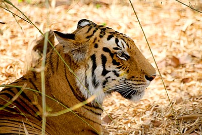 Surprising Facts about Bengal Tigers You Need To Know