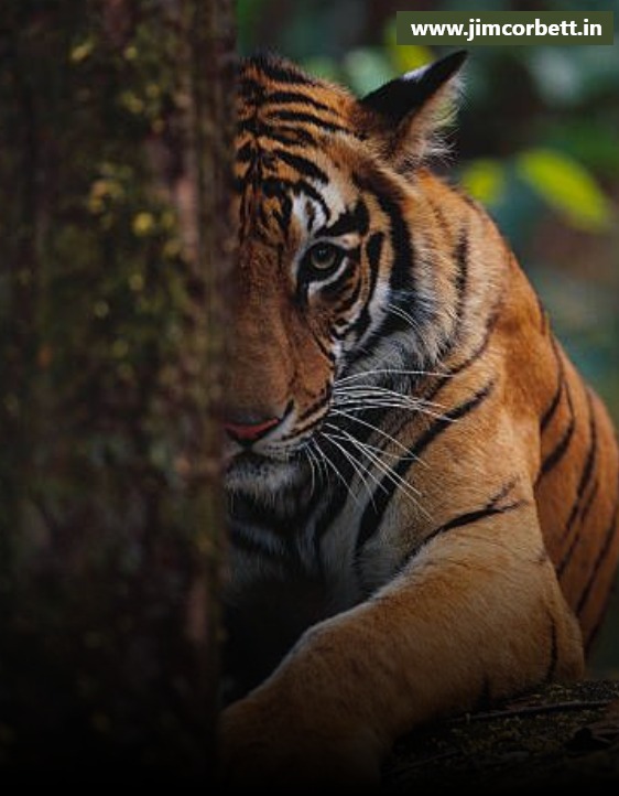 Chilly Weather in Jim Corbett National Park