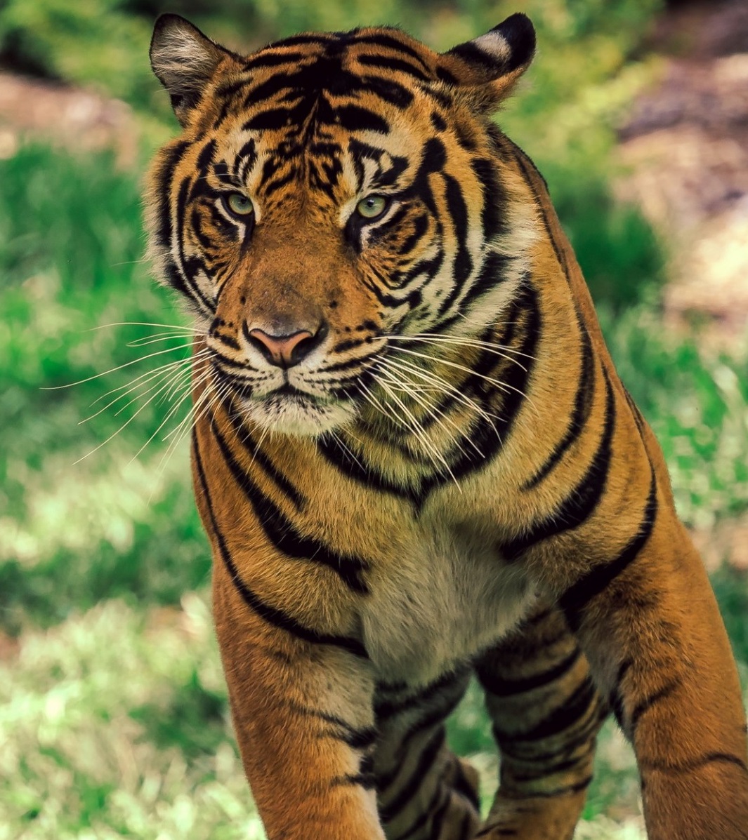 Rules To Know Before Visiting Jim Corbett National Park