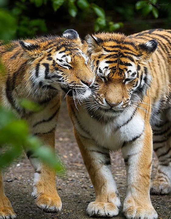 Make Your Trip to Corbett National Park Exceptional With Safari Ride