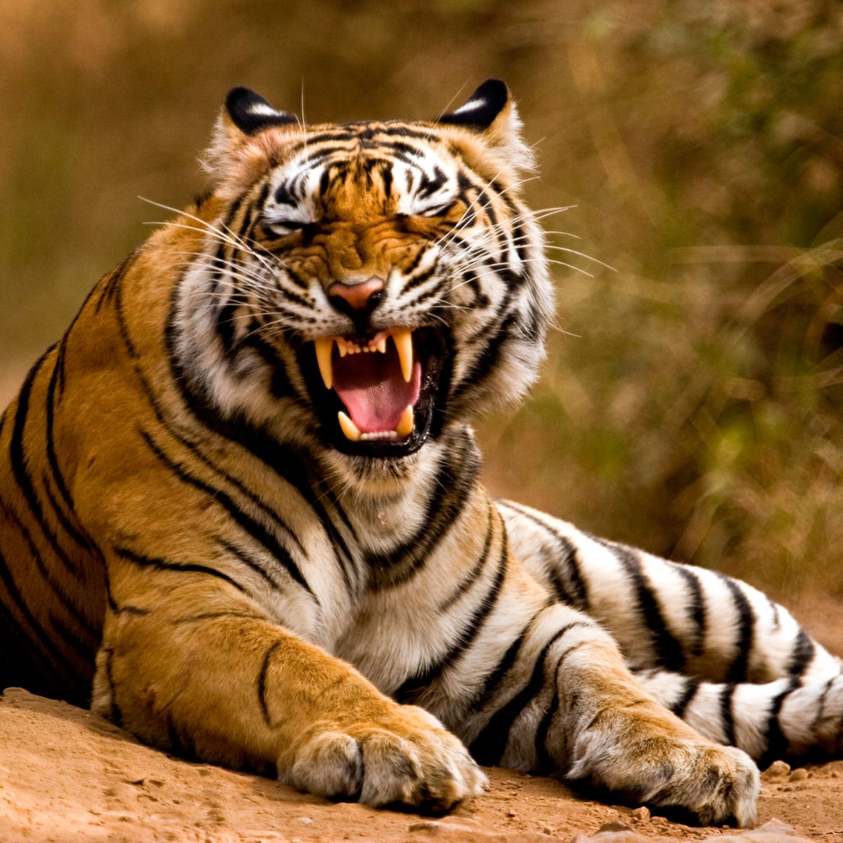 Camping In Corbett National Park: An Unforgettable Experience
