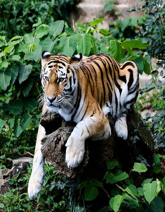 Corbett Gypsy  Safari: Be a Thrilled Spectator of the Regality of Wilderness