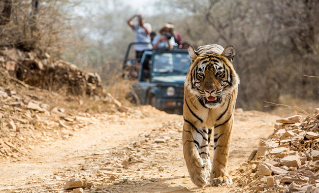 Jim Corbett Going To Nurture More Rhinos In Their National Park