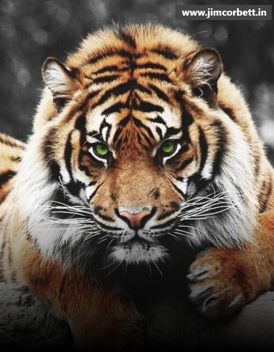 Tourist Attractions Around the Corbett National Park