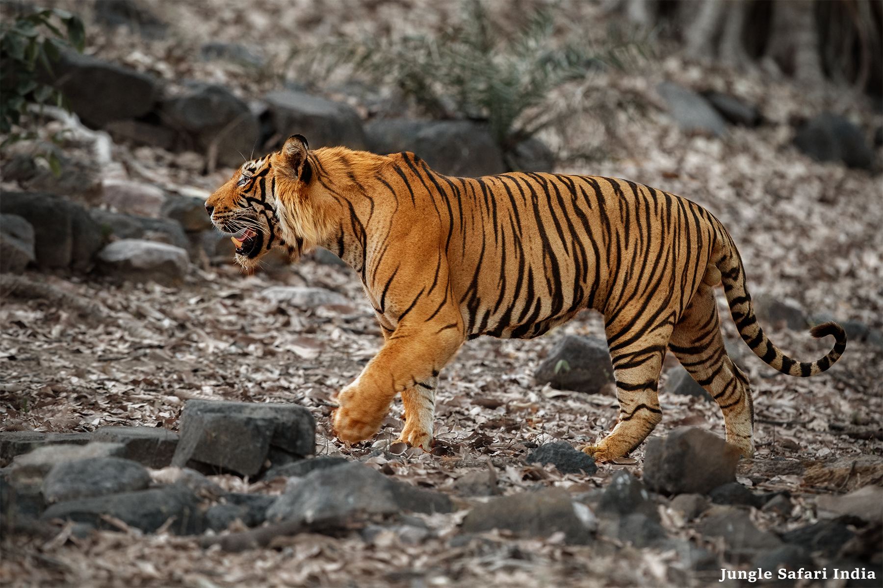 Hunting For A New Gateway For The Delhi Locales To Jim Corbett National Park