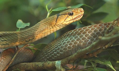 Giant 11 Foot King Cobra Rescued From Kyari Village