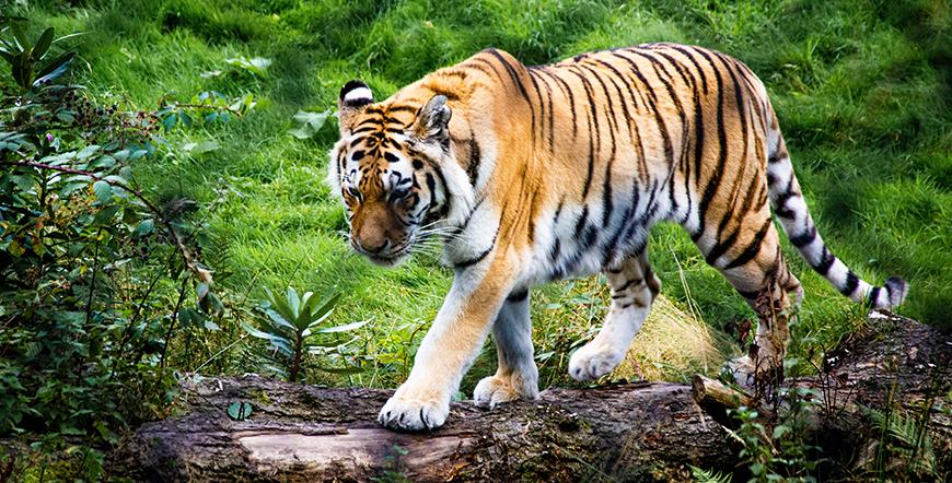 Jim Corbett Is All Set To Get The World Heritage Status From UNESCO