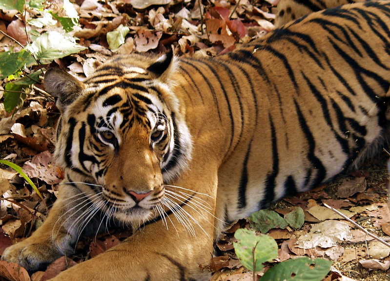 Jim Corbett National Park: Great Spots to Visit Once In a Lifetime