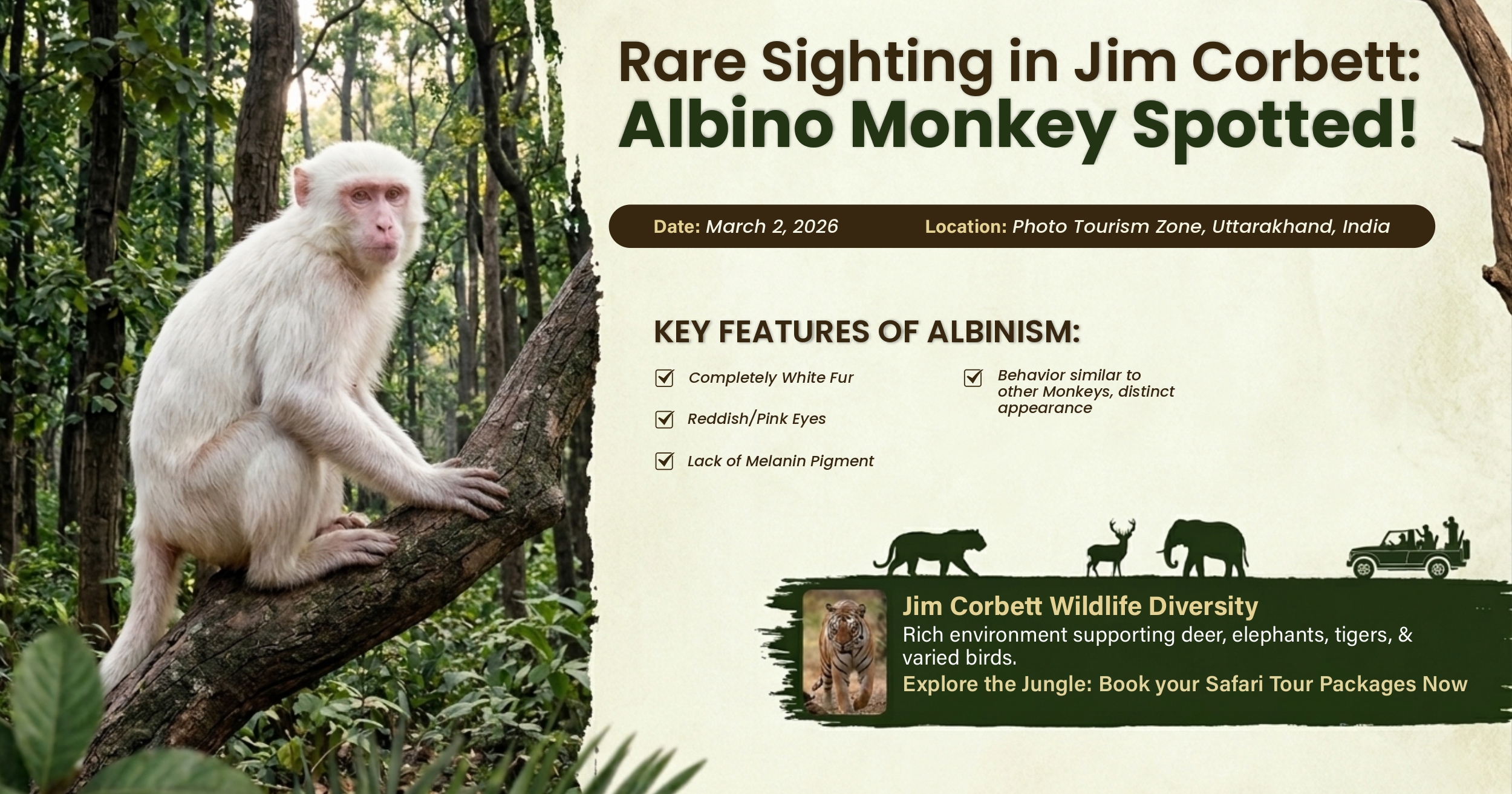 Rare Albino Monkey Spotted In Jim Corbett