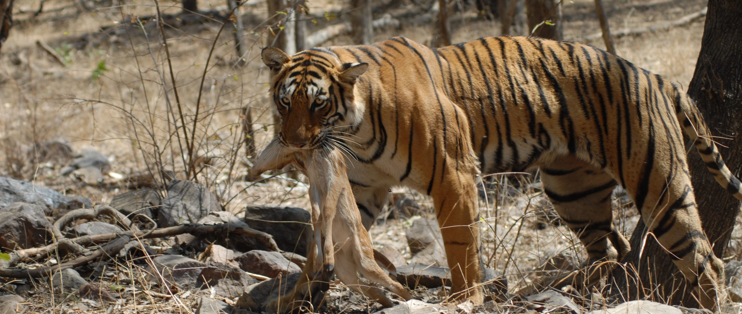 jimcorbett.in banner photo