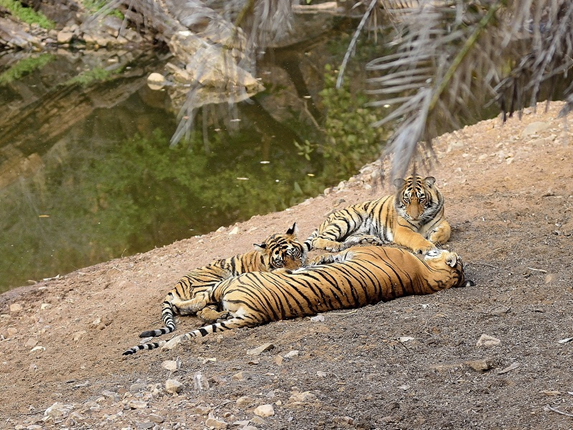 Fathom Your Vacation with the Mesmerizing Sightseeing in Jim Corbett National Park