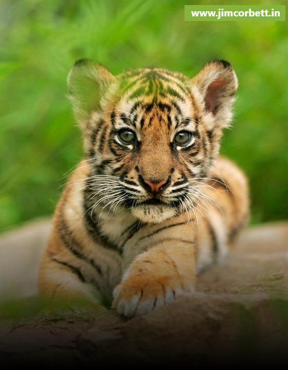 The Increase In The Population of Tigers in Jim Corbett : A Top of the World Achievement for India