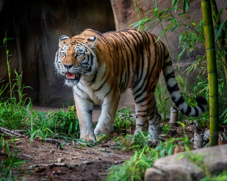 Jim Corbett National Park