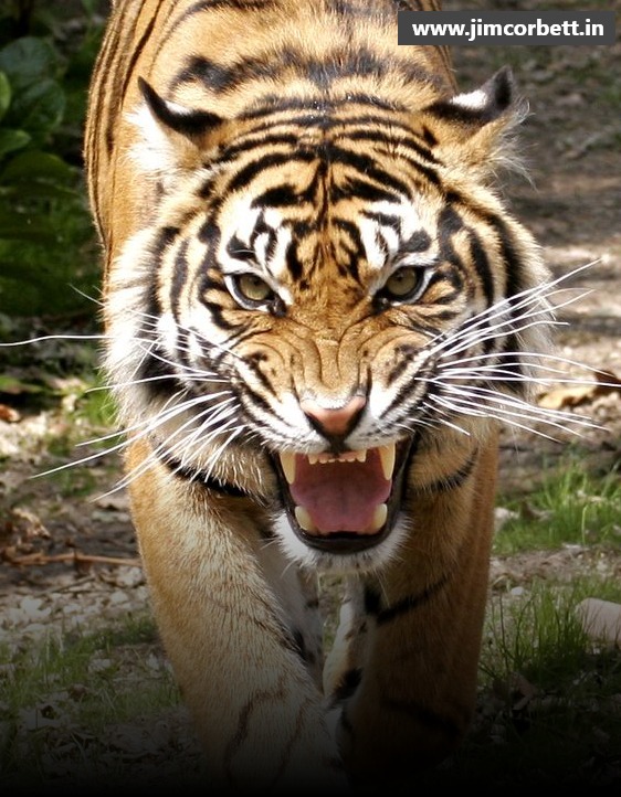 Jim Corbett National Park