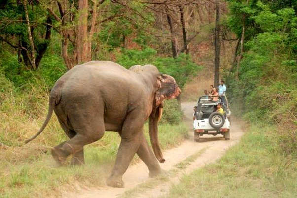 An elephant attacked a car