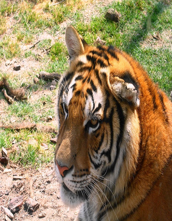 Jim Corbett National Park