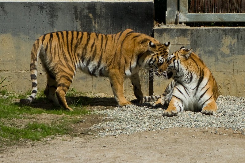 Surprising Facts about Bengal Tigers You Need To Know