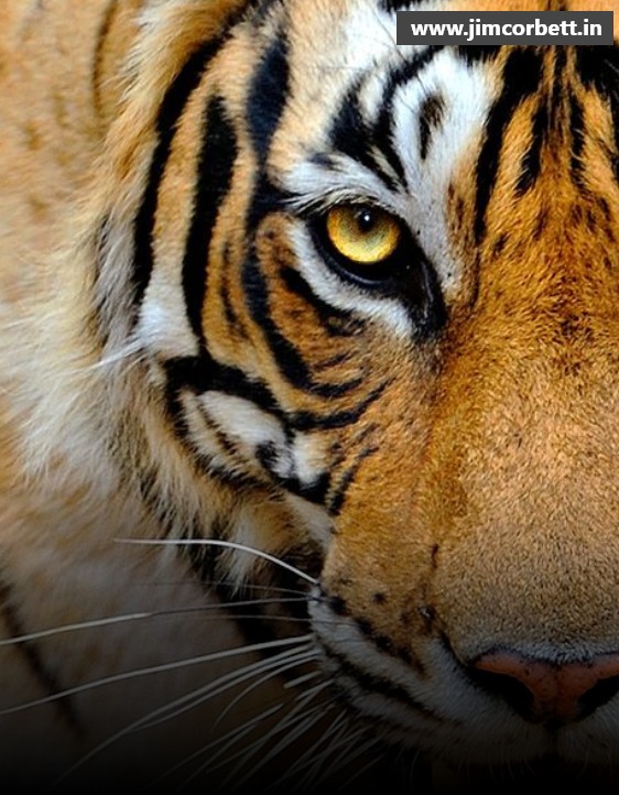 A Thrilling Experience on the Tiger Trail in Jim Corbett National Park