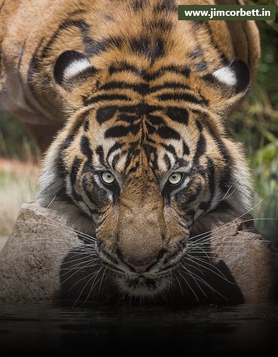 Capture The Splendid View Of The Wild Felines At Jim Corbett