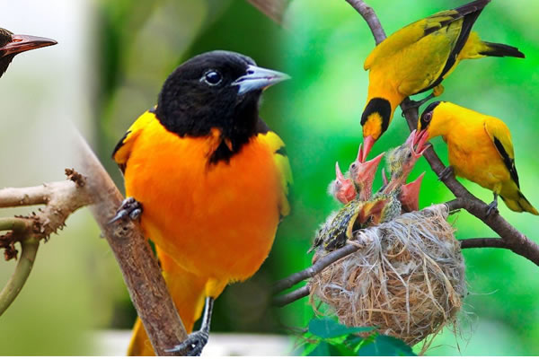 Jim Corbett National Park – Heaven for Birdlife
