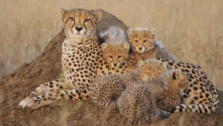 Wildlife Photo in Jim in Corbett National Park