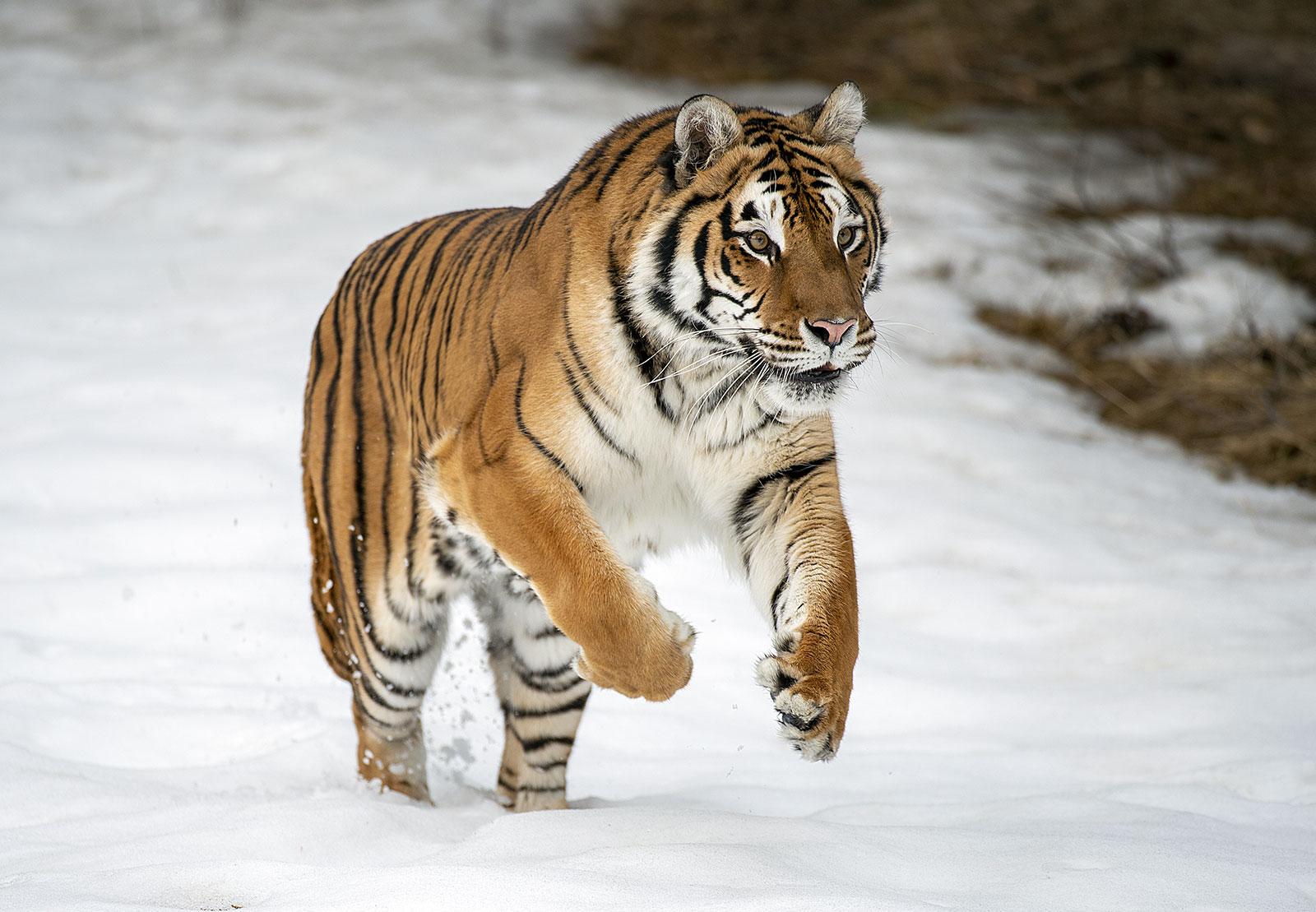 Must Visit Jim Corbett Park