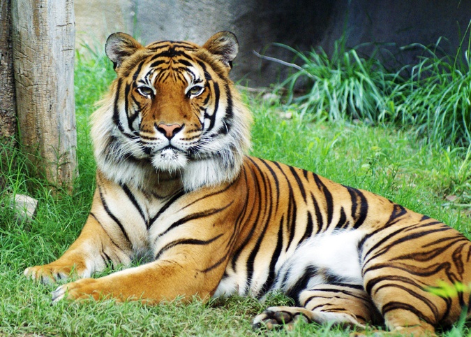 Staying Inside Corbett Tiger Reserve