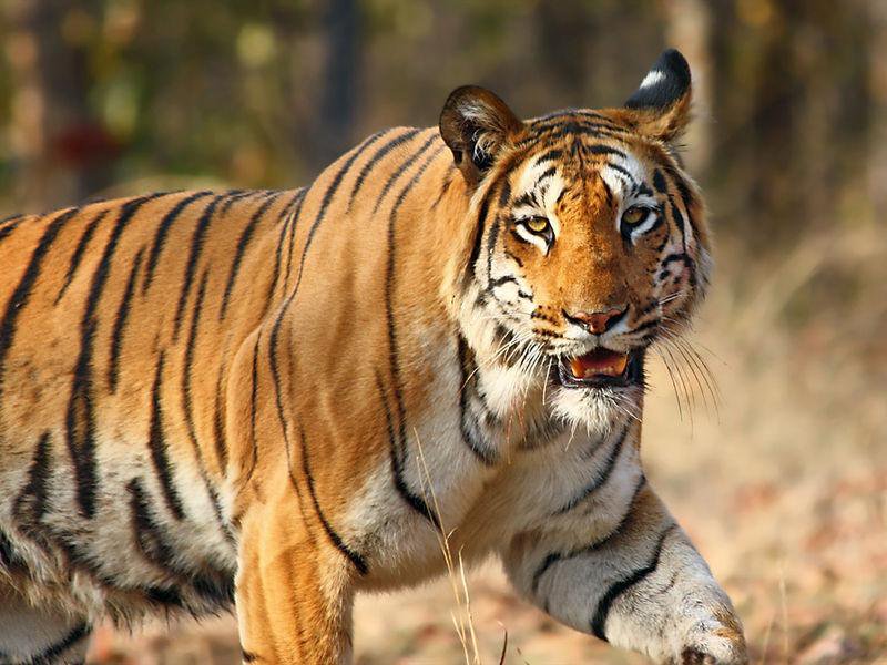 How to Book Safari in Jim Corbett