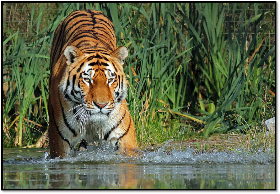 Weekend Thrill in Jim Corbett National Park