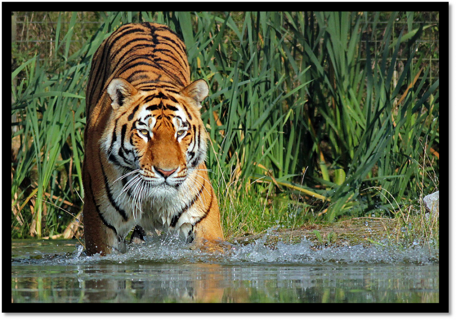 Chilly Weather in Jim Corbett National Park - Jim Corbett National Park