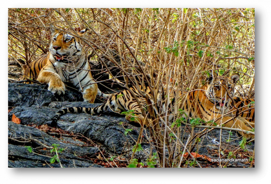 west-bengal-tiger-spotted-at-buxa-reserve-after-23-years-kolkata