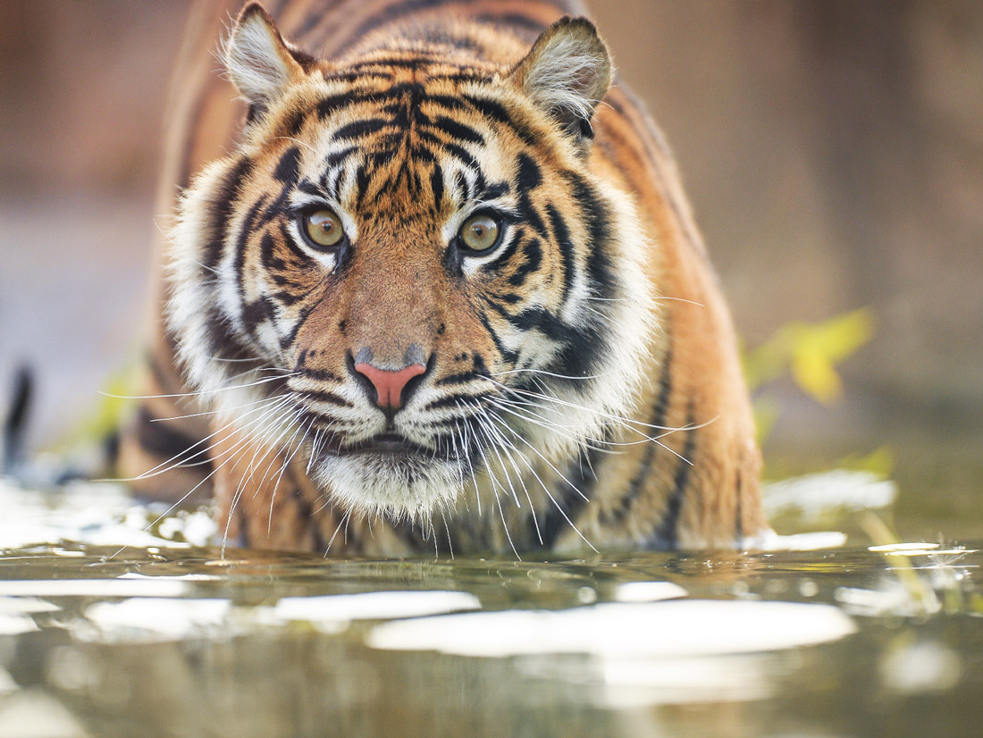 Rivers in Jim Corbett National Park