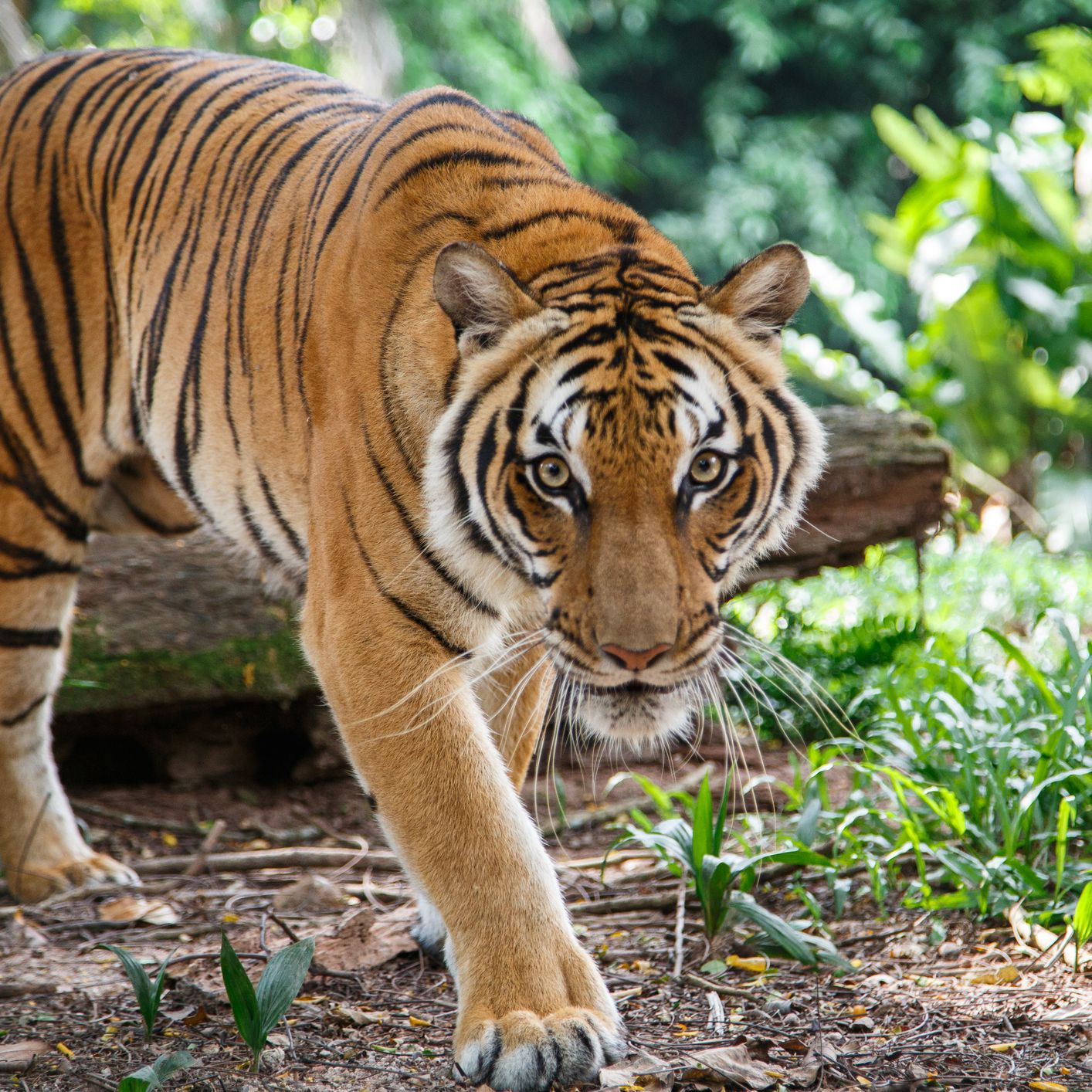 Enjoy Canter Safari in Jim Corbett