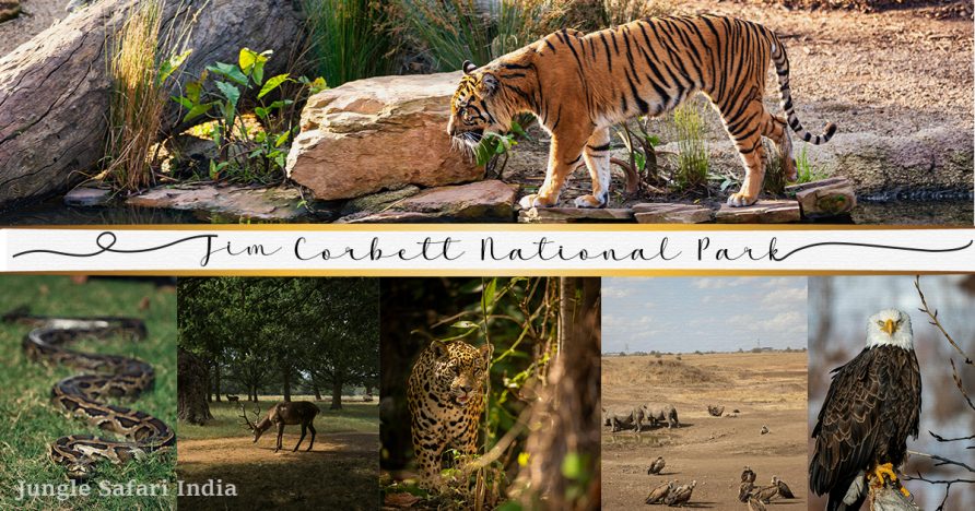 Fauna of Jim Corbett National Park