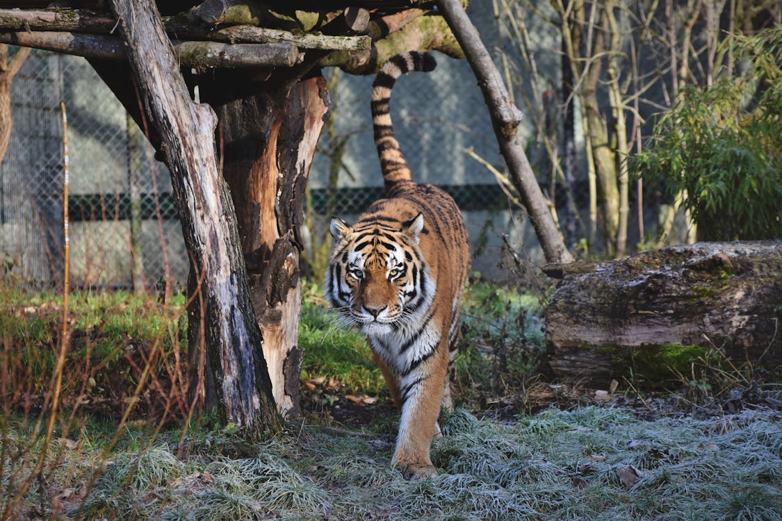 Tiger Safari zone