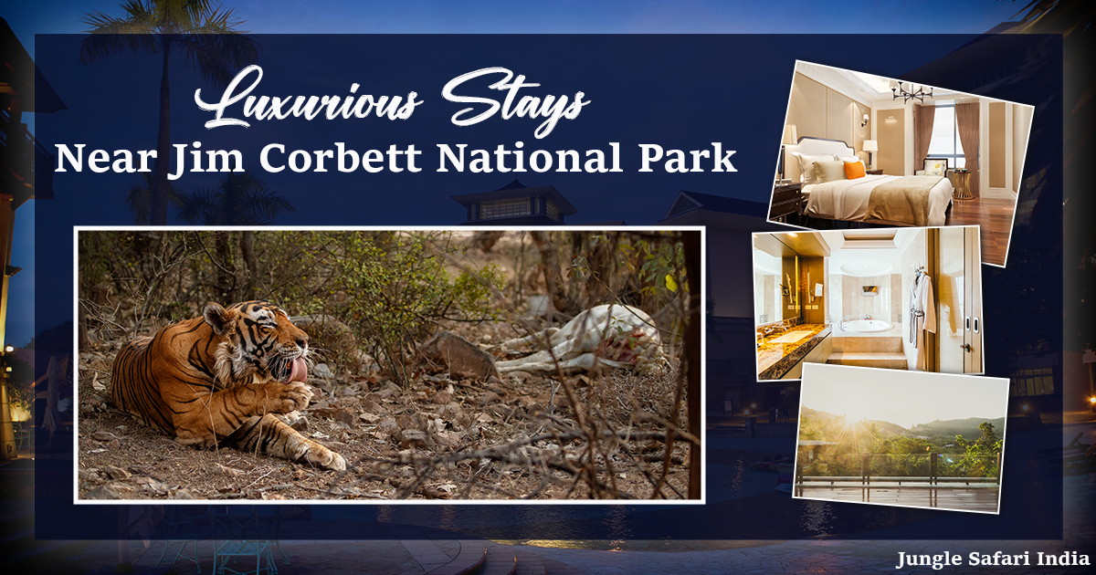 Luxurious Stays near Jim Corbett National Park