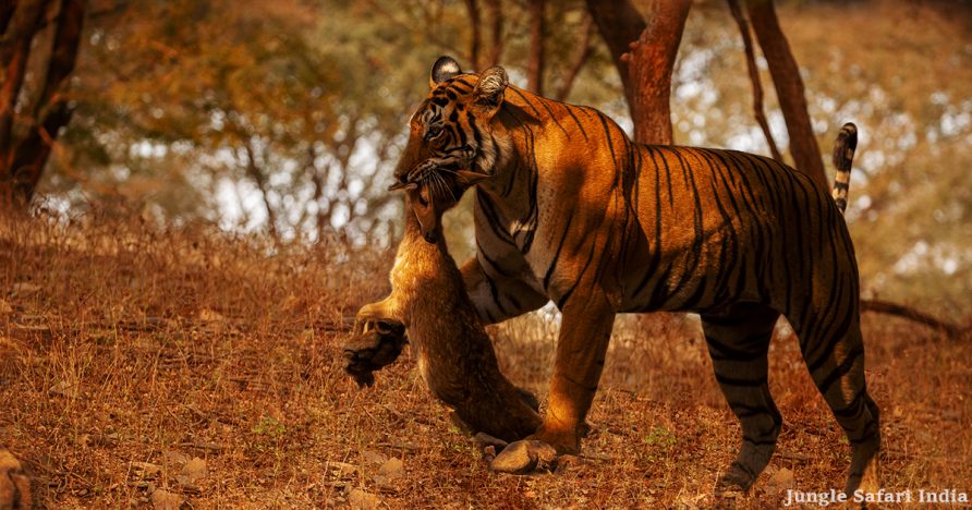 Viral Video: Tiger’s impressive hunting skills in  Jim Corbett National Park