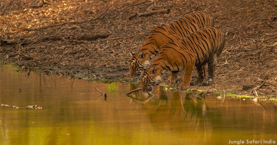 Why Visit Jim Corbett During the Summers