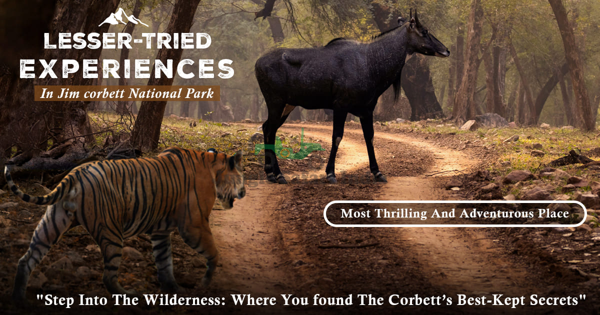 Lesser-Tried Experiences in Jim Corbett National Park